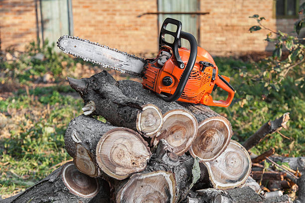 The Steps Involved in Our Tree Care Process in New Lexington, OH